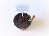 14 days after the beggining of germination